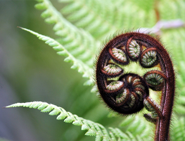 Young fern leaf